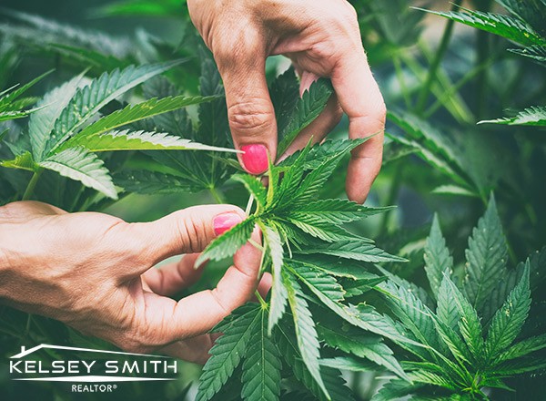 Regina Real Estate & The New Cannabis Legislation